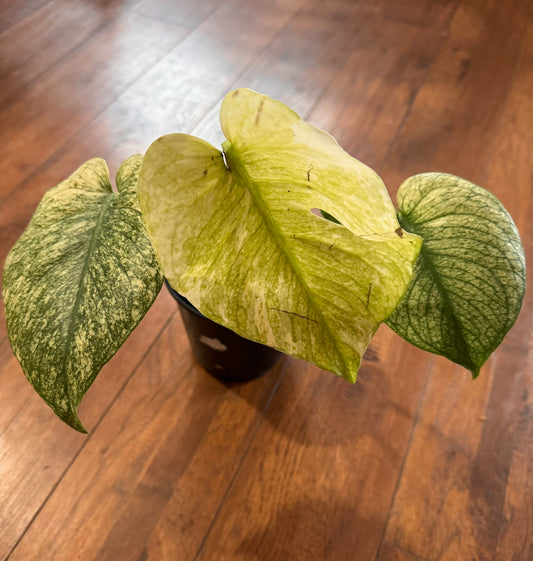 monstera white monster in 6 inch pot with dramatic white and green variegated leaves