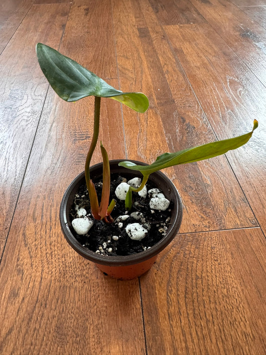philodendron fuzzy petiole in 4 inch pot with green leaves and fuzzy textured stems