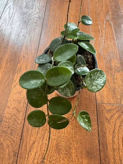 hoya mathilde splash in 4 inch pot with round green leaves and silver splash variegation