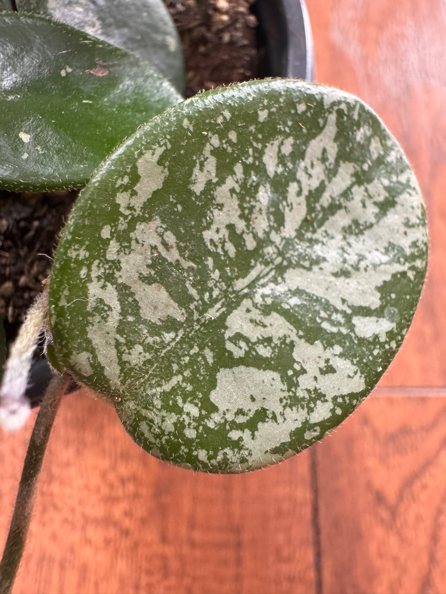 hoya mathilde splash in 4 inch pot with round green leaves and silver splash variegation