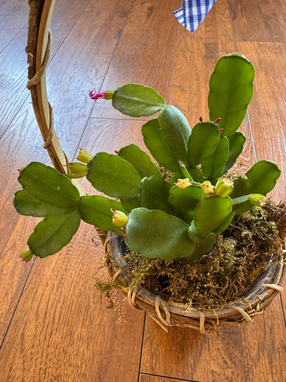 easter cactus in decorative basket with bow and blooming flowers