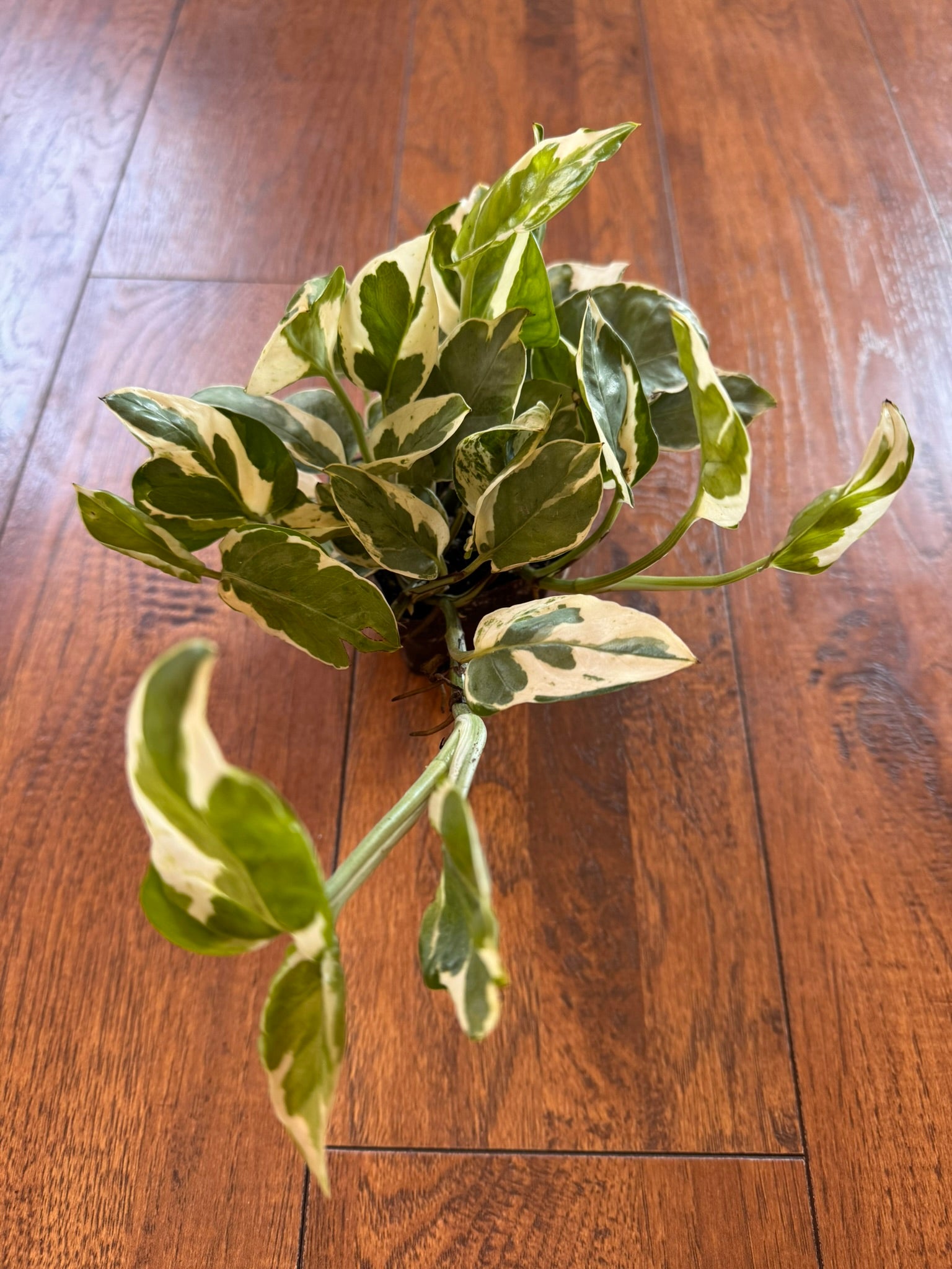 pearls and jade pothos in 4 inch pot with green and white variegated trailing leaves