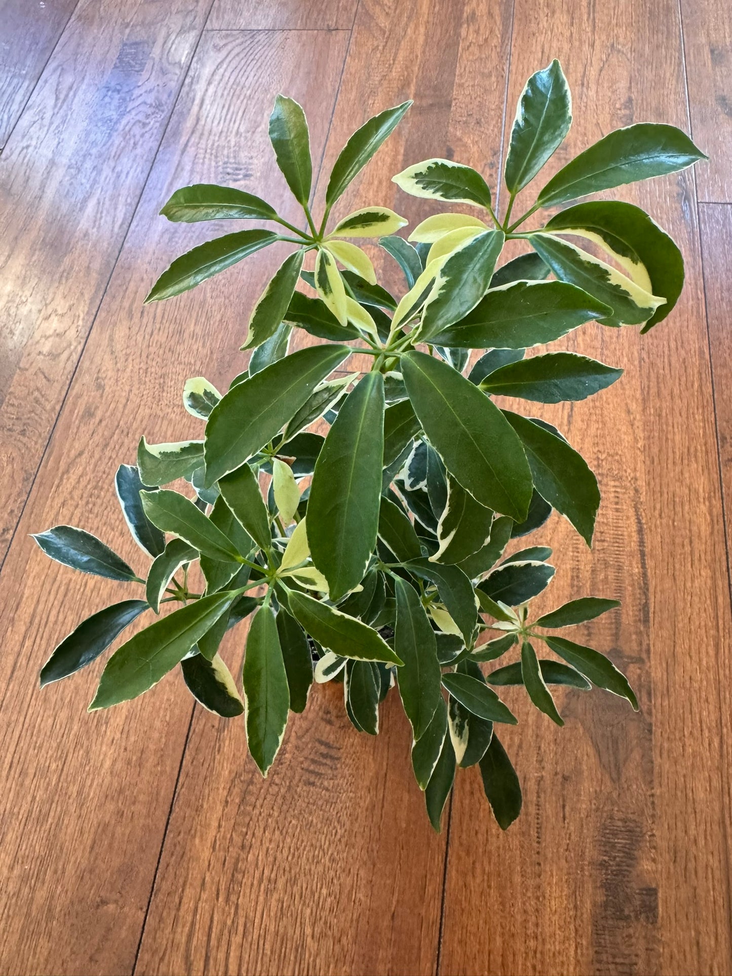 variegated schefflera in 4 inch pot with glossy green and yellow umbrella shaped leaves