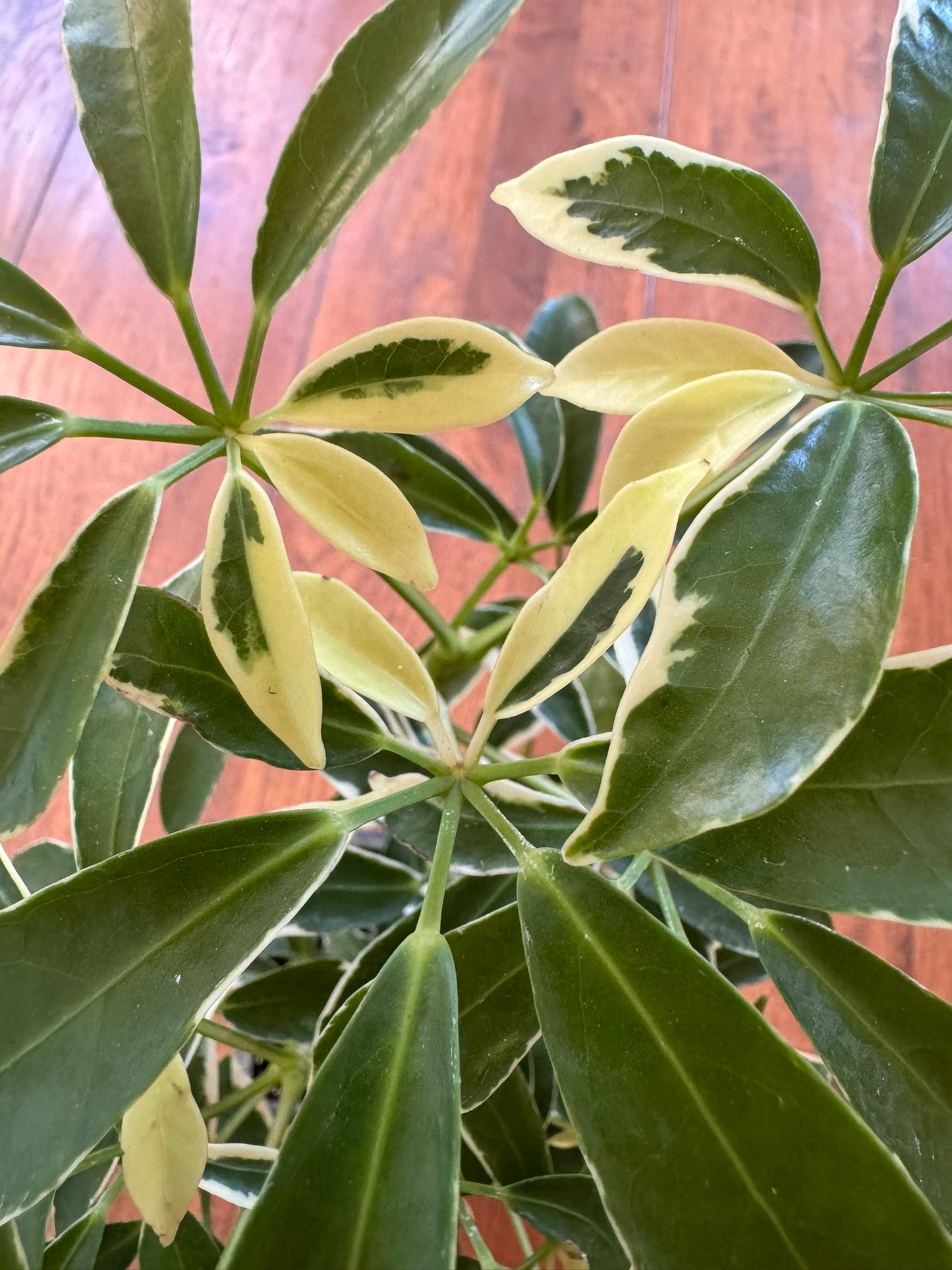 variegated schefflera in 4 inch pot with glossy green and yellow umbrella shaped leaves