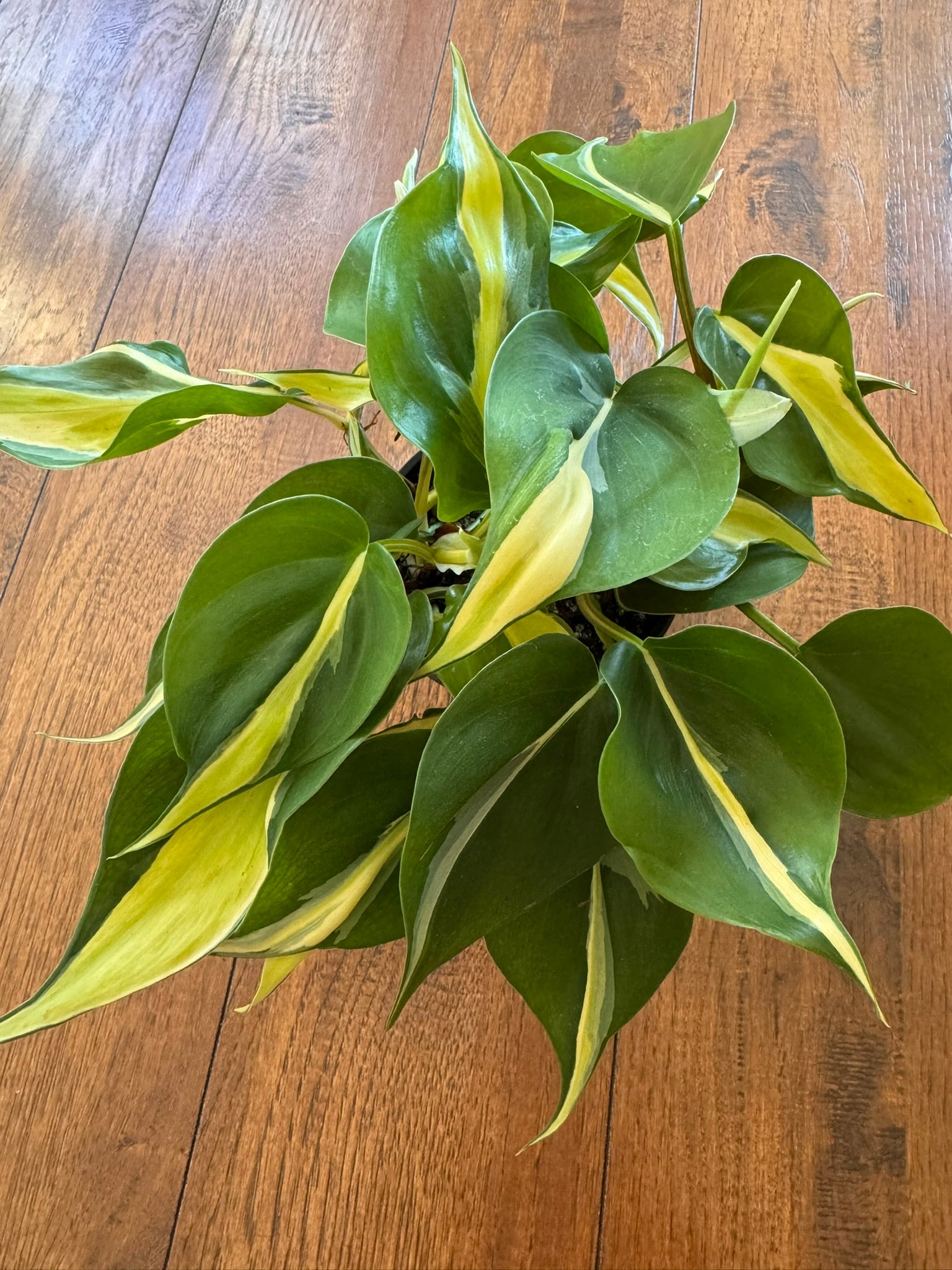 philodendron silver stripe in 4 inch pot with green leaves and silver striping