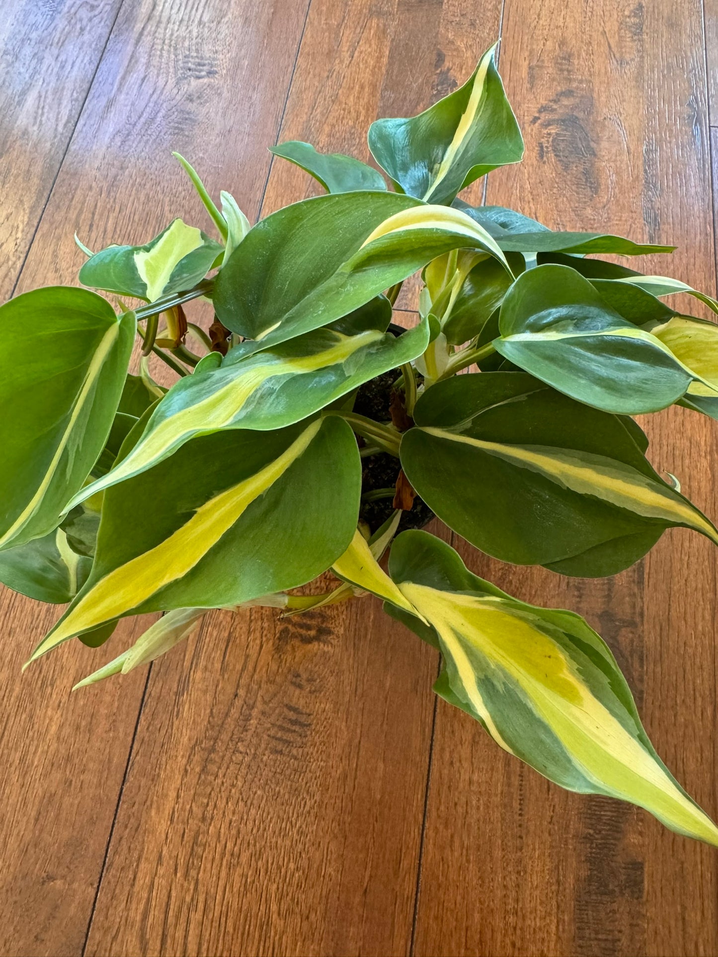 philodendron silver stripe in 4 inch pot with green leaves and silver striping