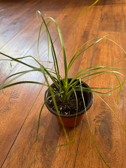ponytail palm in 4 inch pot with long arching green leaves and bulbous base