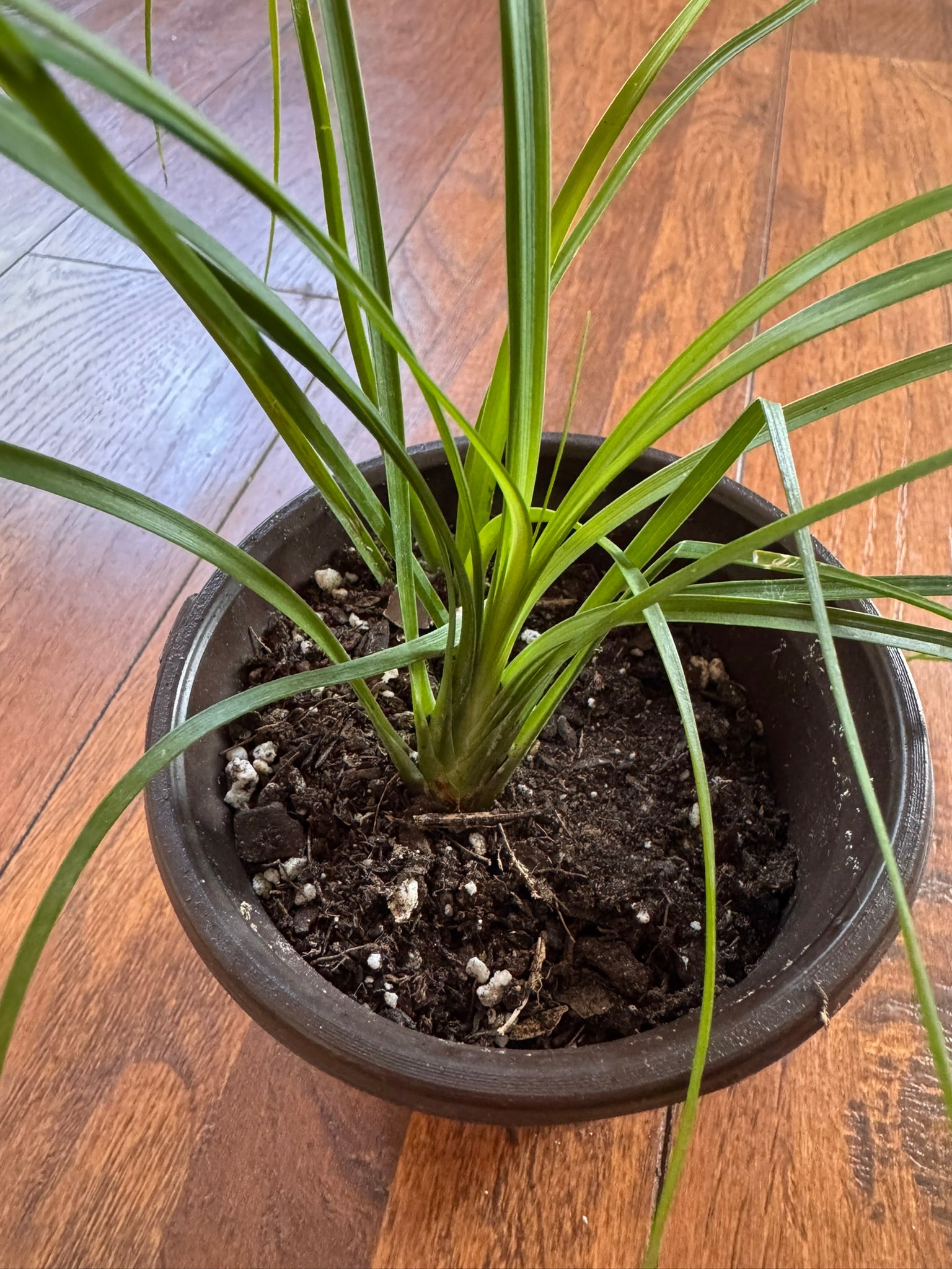ponytail palm in 4 inch pot with long arching green leaves and bulbous base