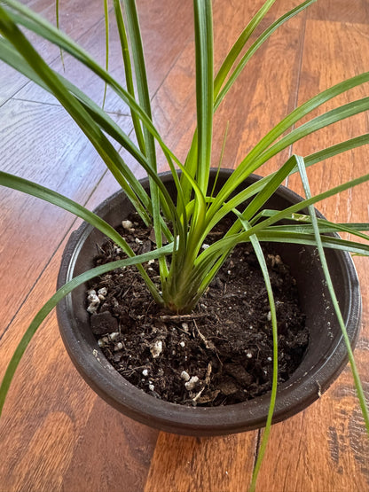 ponytail palm in 4 inch pot with long arching green leaves and bulbous base