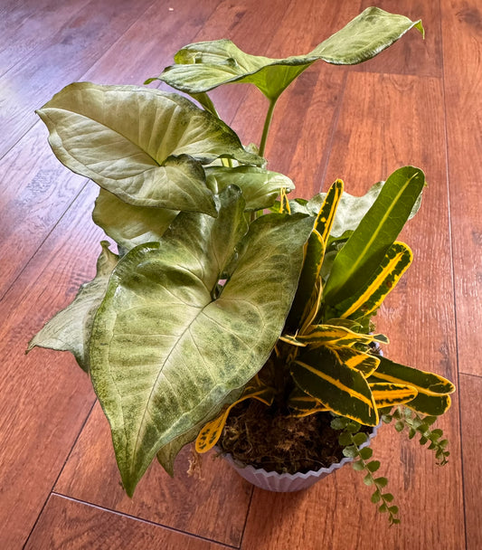 mixed plant pot with syngonium croton and fern in 5 inch container