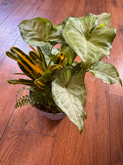 mixed plant pot with syngonium croton and fern in 5 inch container