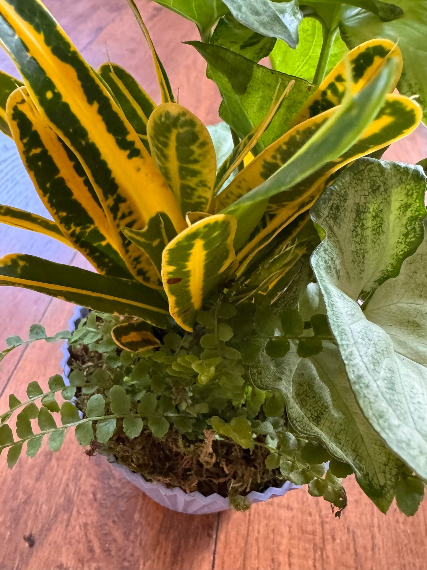 mixed plant pot with syngonium croton and fern in 5 inch container