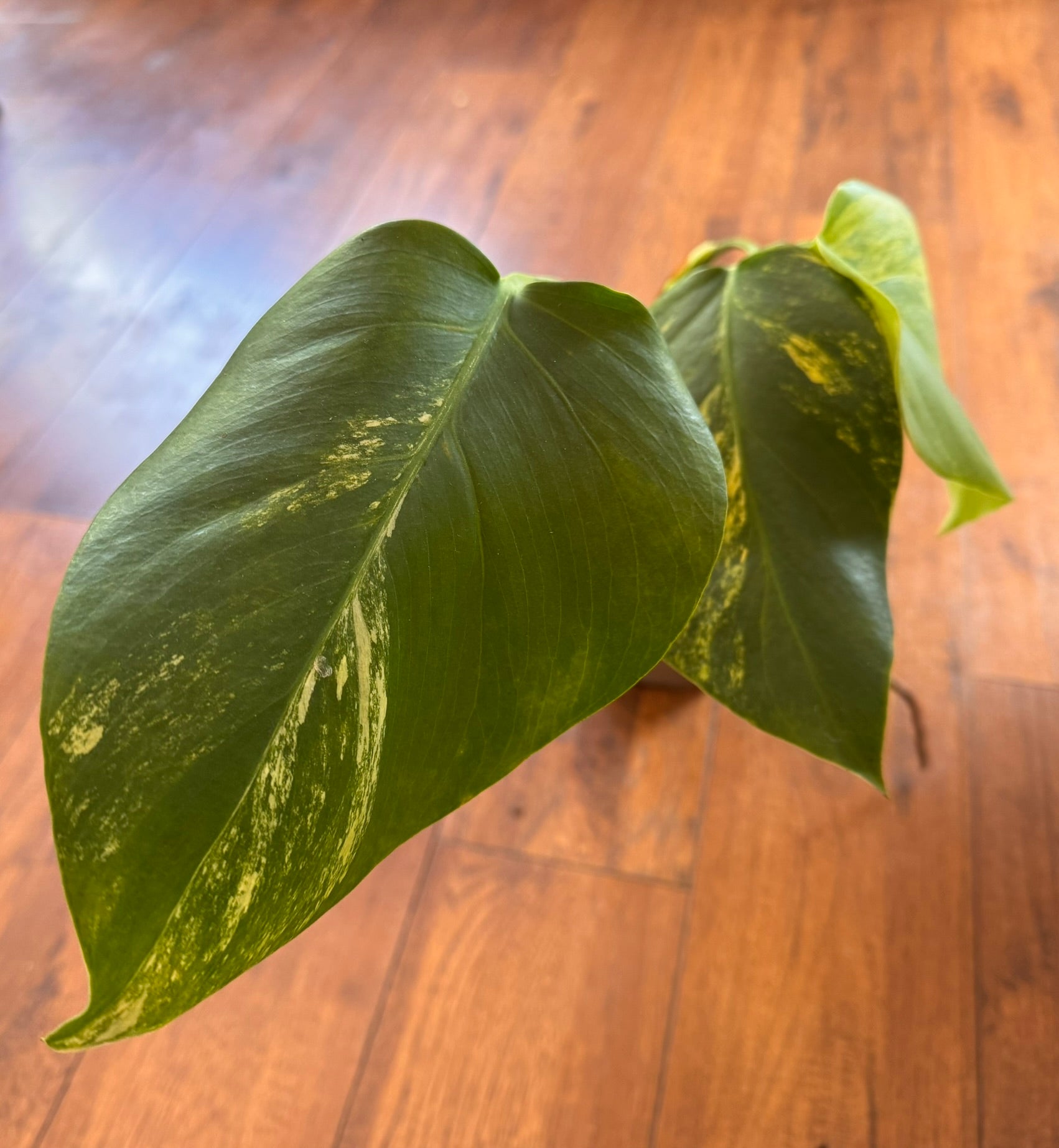 monstera aurea with green leaves marbled in yellow variegation