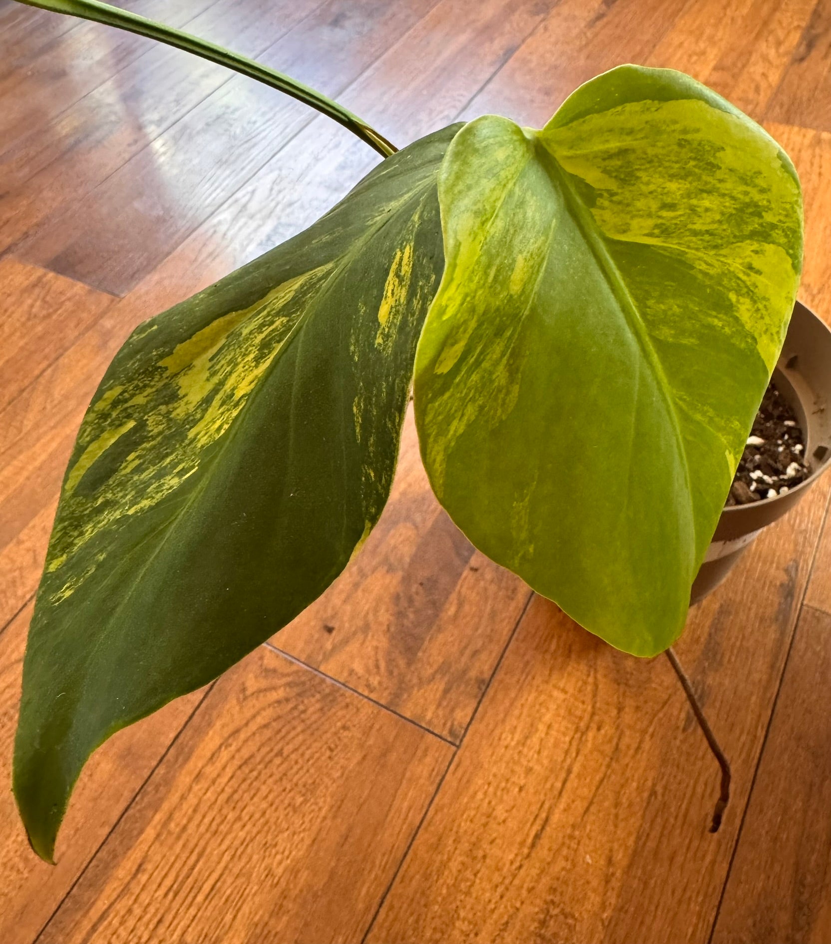 monstera aurea with green leaves marbled in yellow variegation