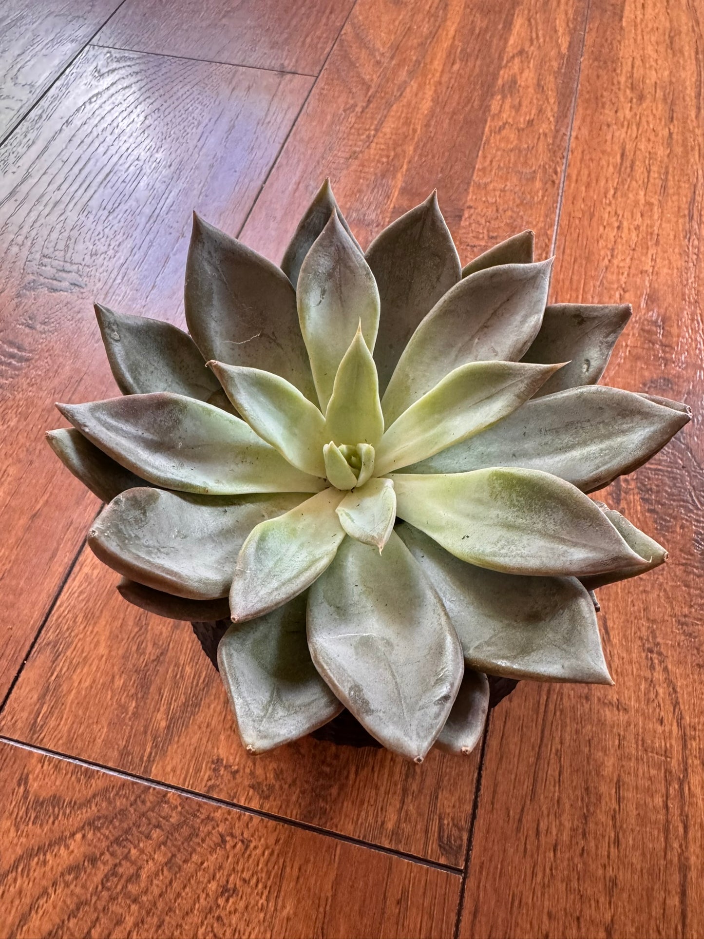 assorted succulent in 4 inch pot featuring a random succulent variety