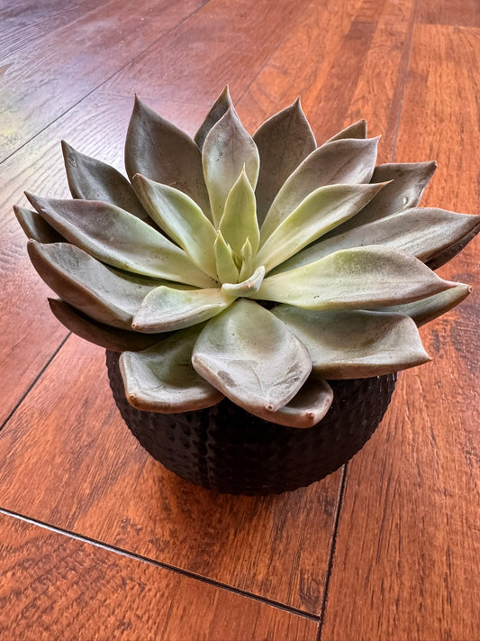 assorted succulent in 4 inch pot featuring a random succulent variety