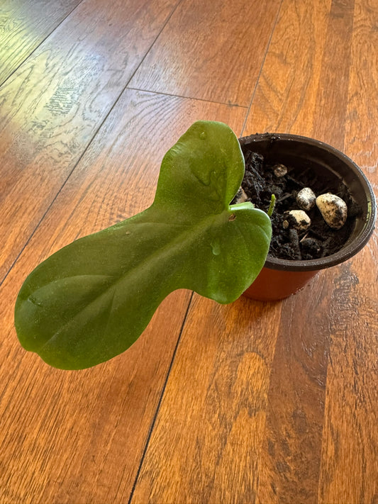 philodendron bipennifolium in 4 inch pot with uniquely shaped green leaves
