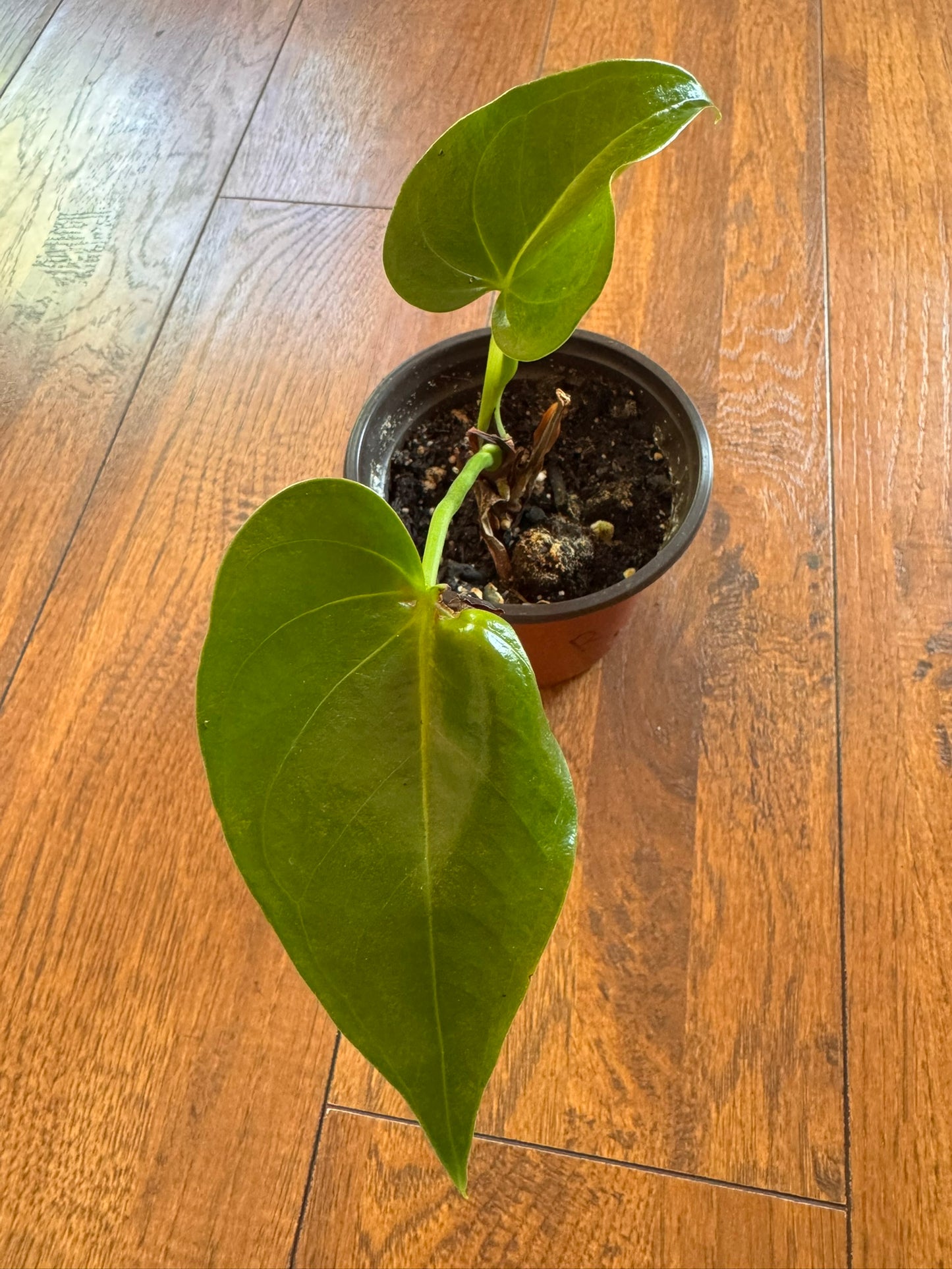 anthurium flamingo in 4 inch pot with pink spathes and green leaves