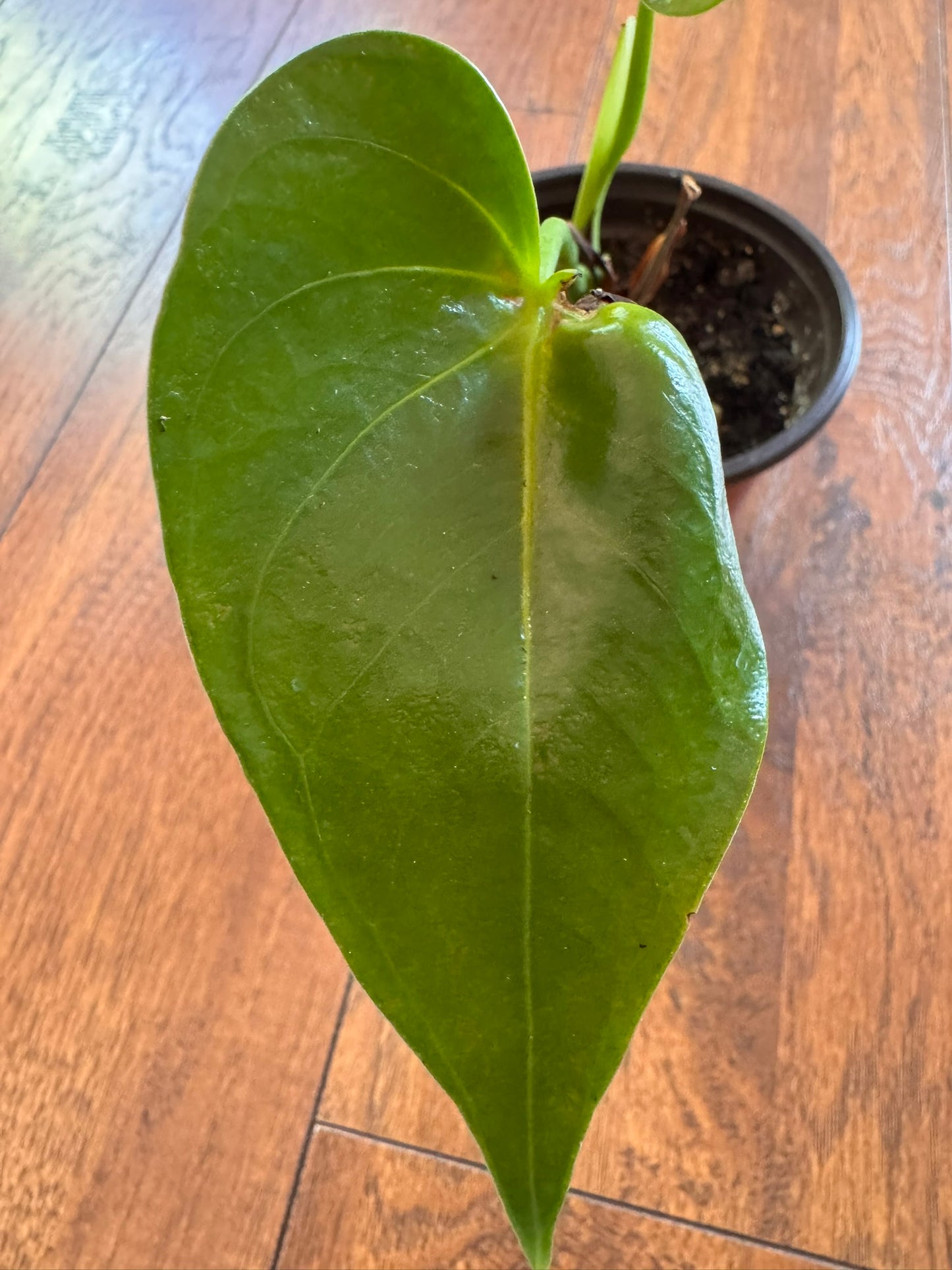 anthurium flamingo in 4 inch pot with pink spathes and green leaves