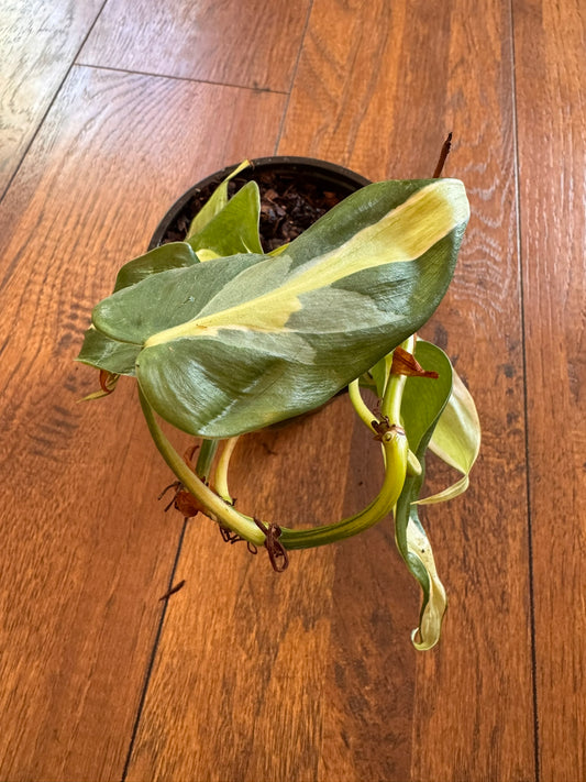 philodendron cream splash in 4 inch pot with green leaves splashed in cream variegation