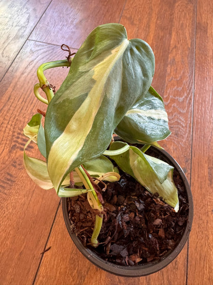 philodendron cream splash in 4 inch pot with green leaves splashed in cream variegation