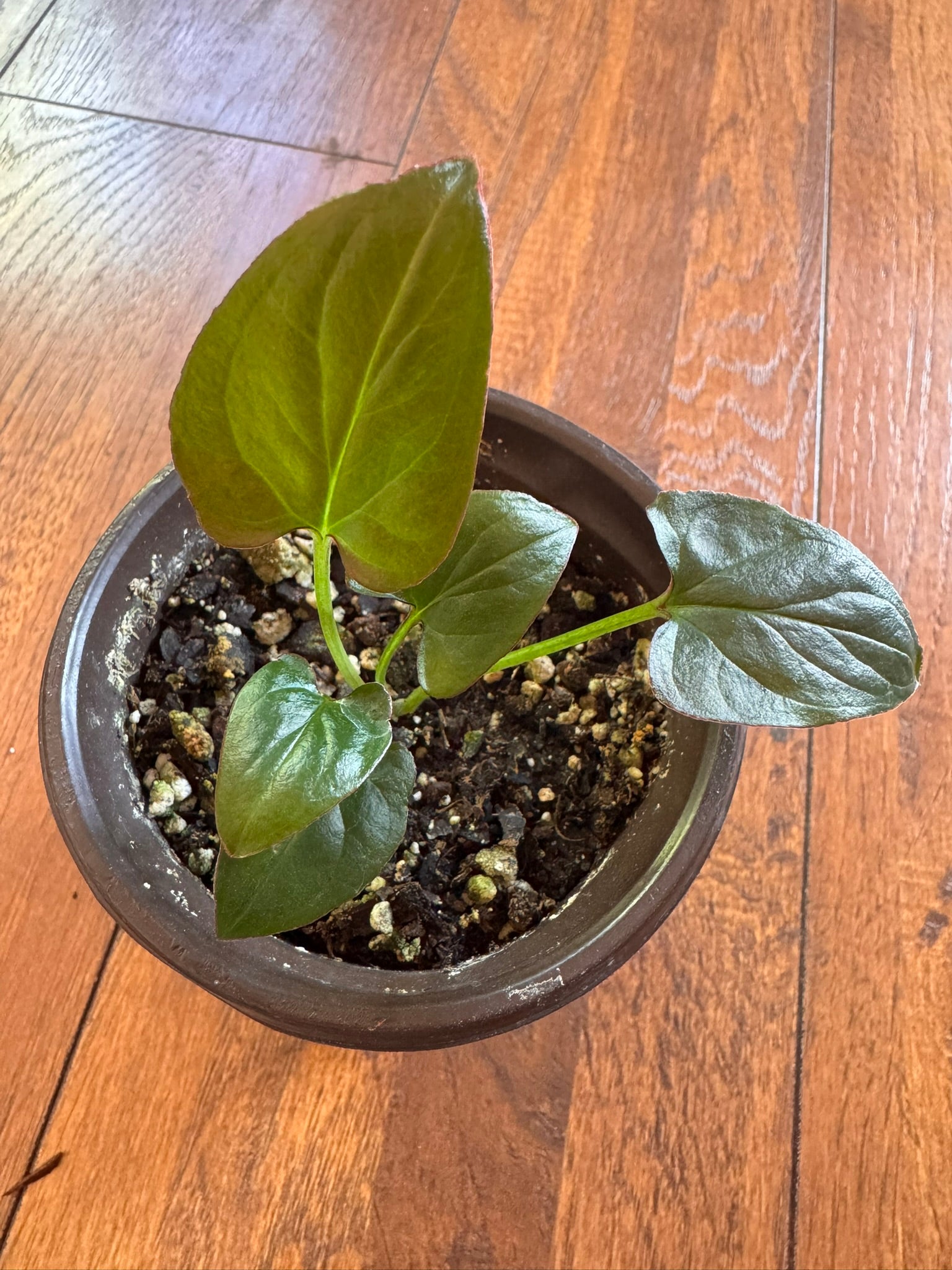 Syngonium Pink Splash with green leaves splashed in pink. A colorful tropical houseplant.