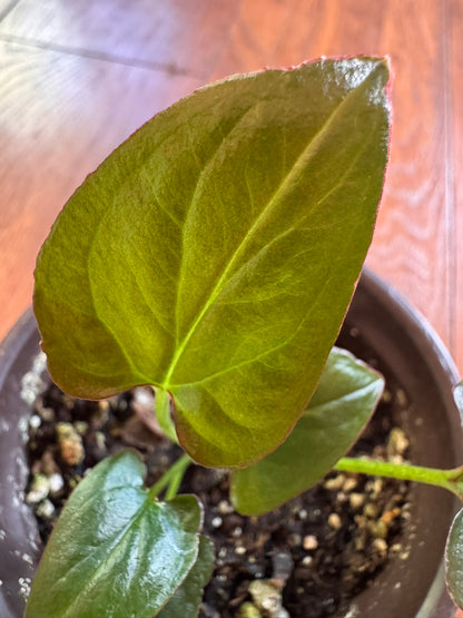 Syngonium Pink Splash with green leaves splashed in pink. A colorful tropical houseplant.
