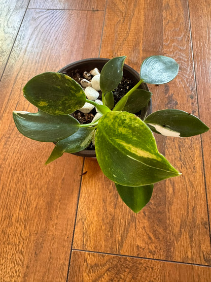 philodendron white wizard in 4 inch pot with green leaves splashed in crisp white variegation