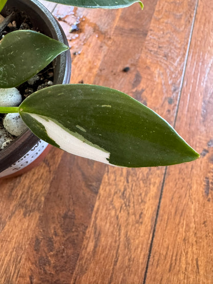 philodendron white wizard in 4 inch pot with green leaves splashed in crisp white variegation