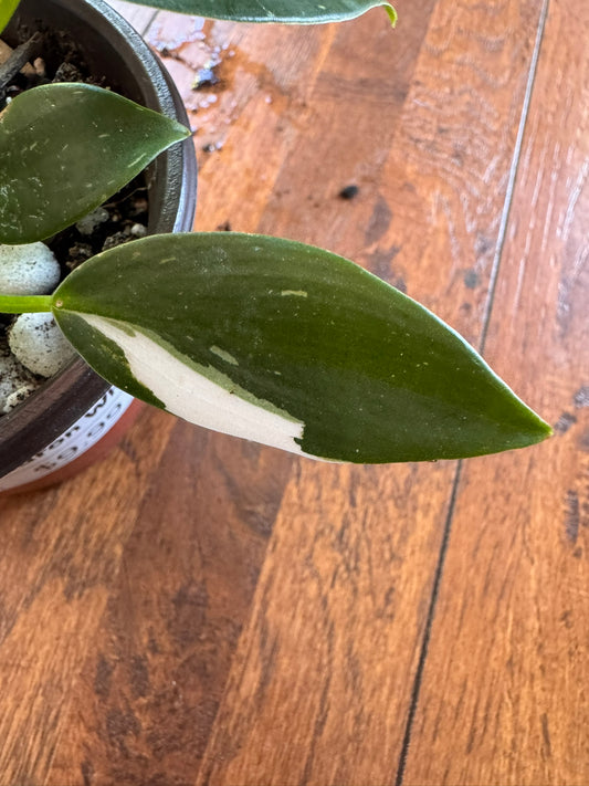 philodendron white wizard in 4 inch pot with green leaves splashed in crisp white variegation