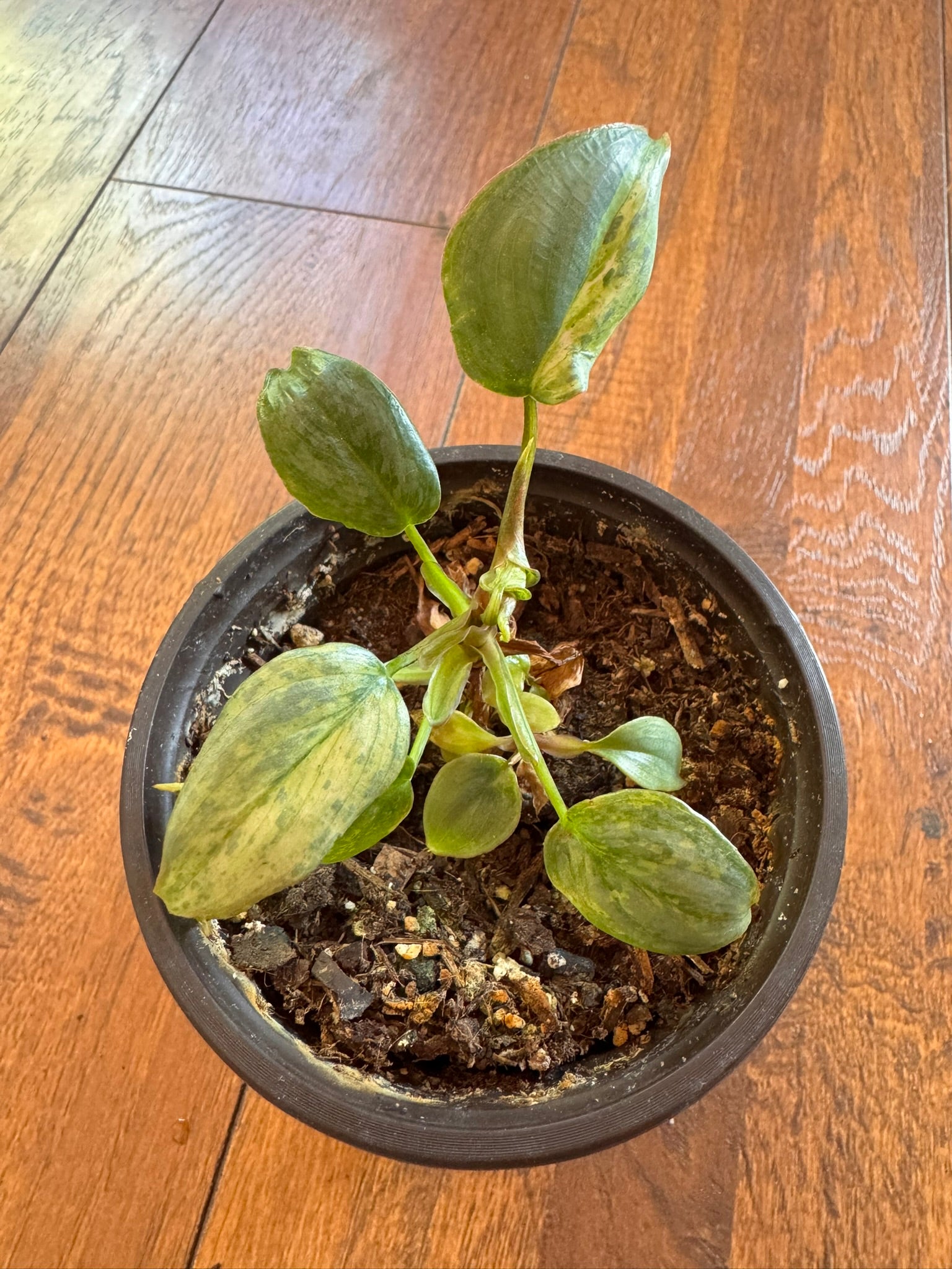 philodendron variegated sodiroi in 4 inch pot with silver patterned leaves