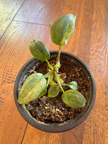 philodendron variegated sodiroi in 4 inch pot with silver patterned leaves