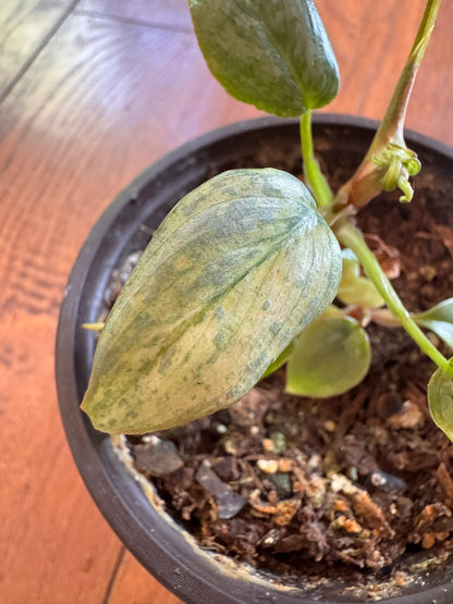 philodendron variegated sodiroi in 4 inch pot with silver patterned leaves