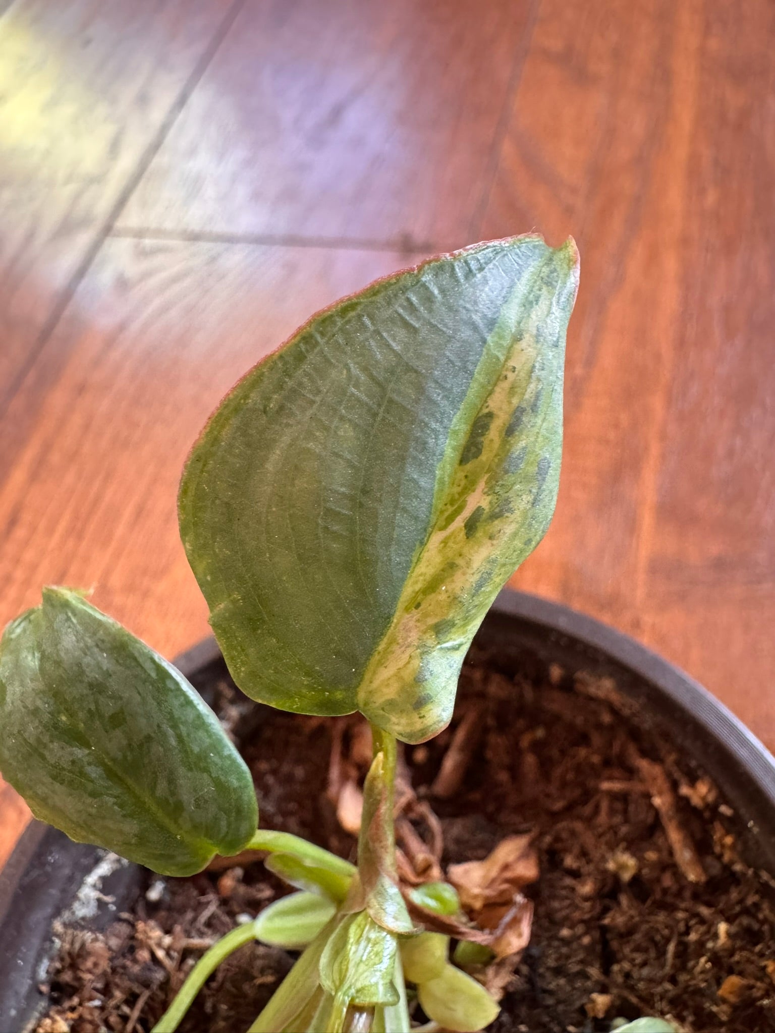 philodendron variegated sodiroi in 4 inch pot with silver patterned leaves