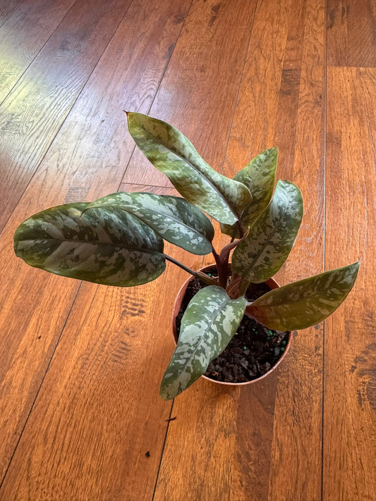 apoballis purple sword in 4 inch pot with narrow green leaves and purple undersides