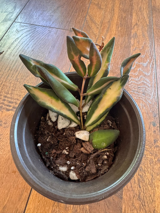 hoya variegated burtoniae in 4 inch pot with green and cream leaves