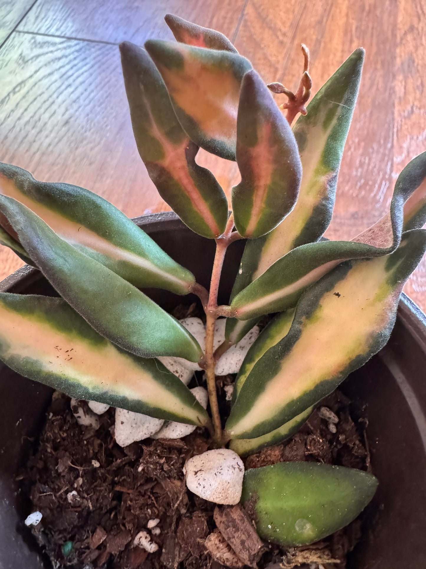 hoya variegated burtoniae in 4 inch pot with green and cream leaves