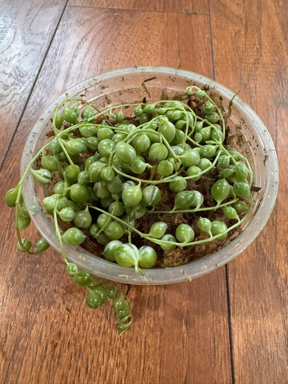 variegated string of pearls in 4 inch pot with green and cream bead like trailing leaves