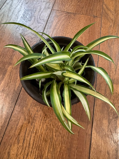 variegated spider plant in 4 inch pot with green and white striped arching leaves