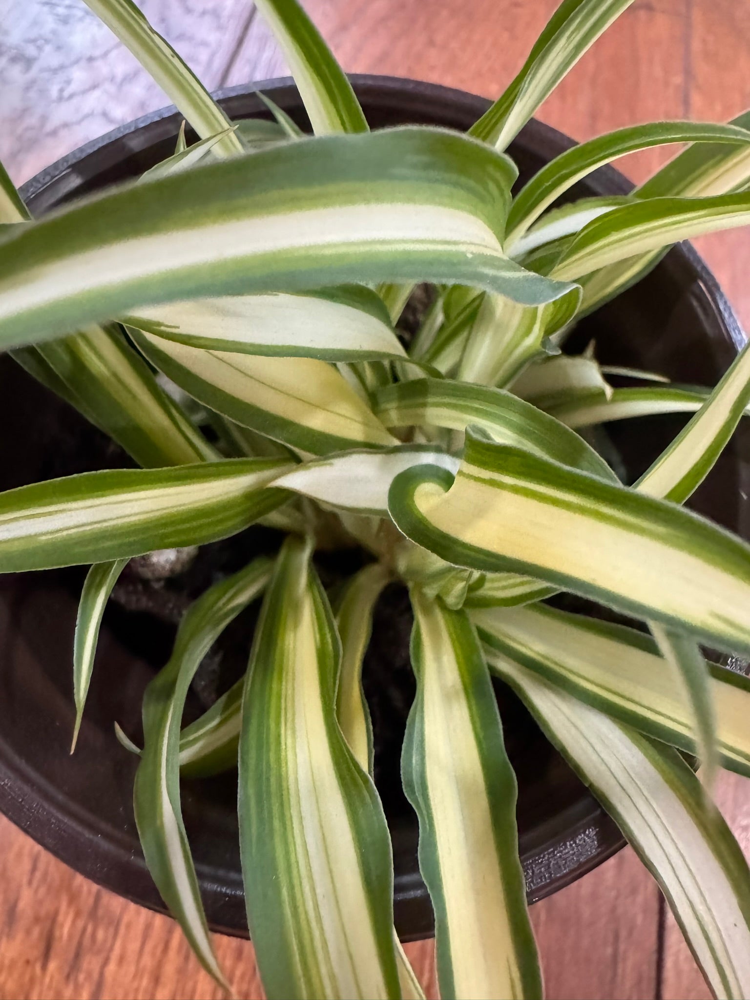 variegated spider plant in 4 inch pot with green and white striped arching leaves