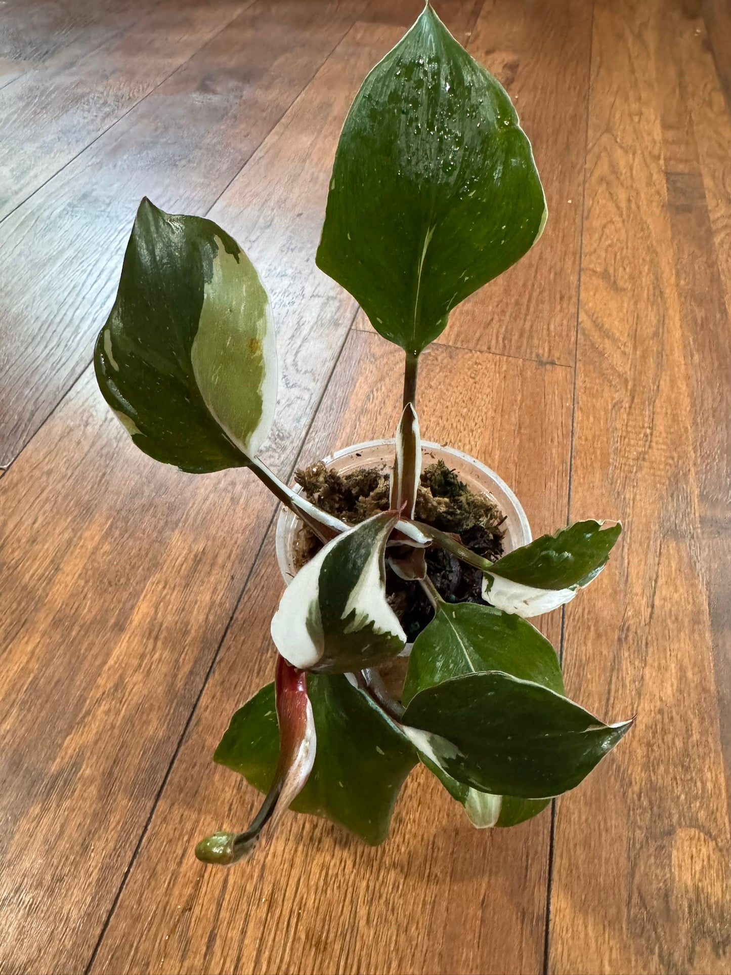 philodendron white knight in 4 inch pot with green leaves and white variegation