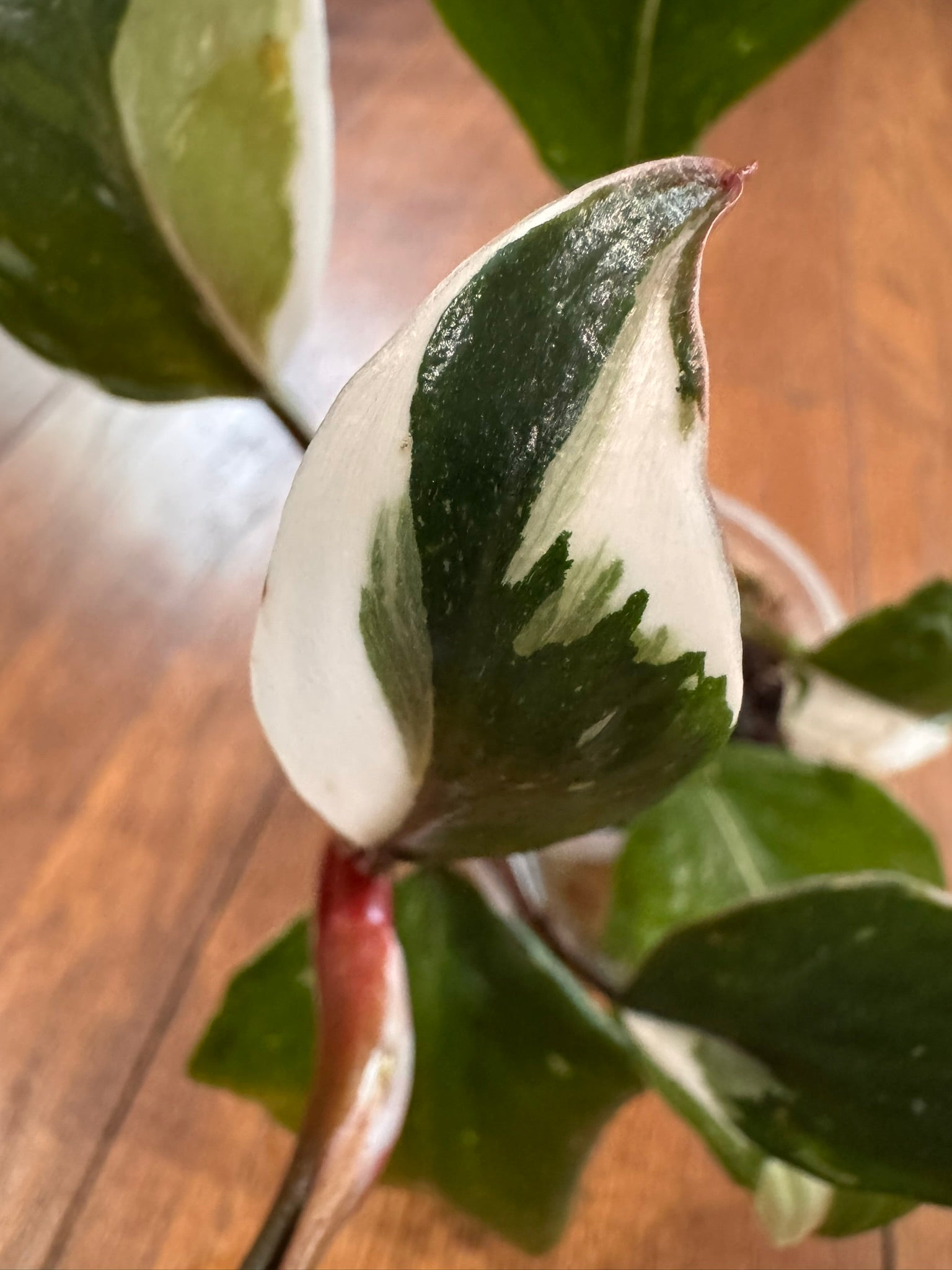 philodendron white knight in 4 inch pot with green leaves and white variegation