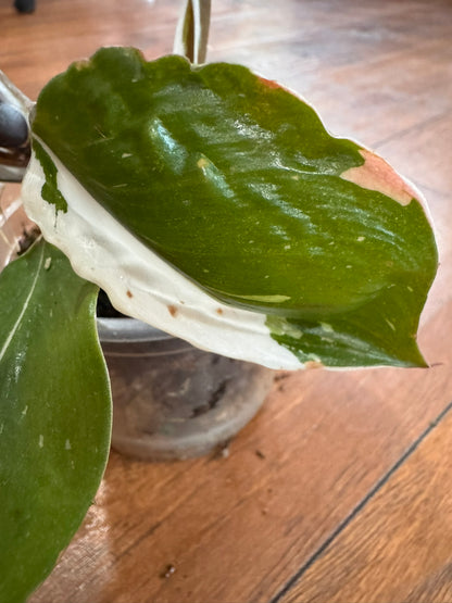 philodendron white knight in 4 inch pot with green leaves and white variegation