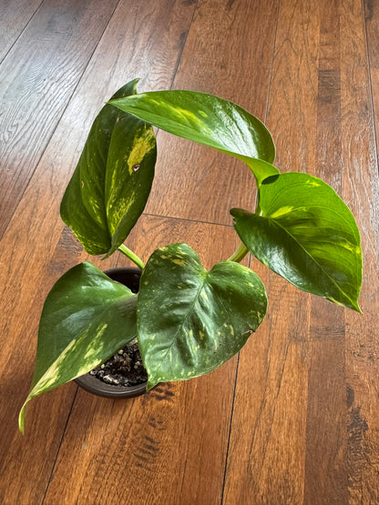 golden pothos in 4 inch pot with green leaves variegated in yellow