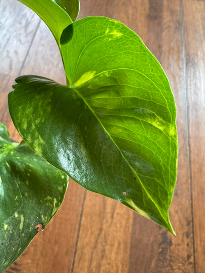 golden pothos in 4 inch pot with green leaves variegated in yellow