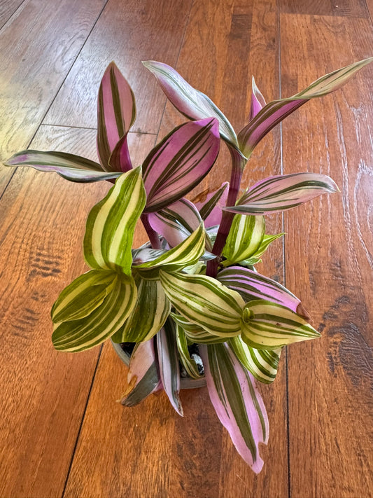 tradescantia mix pot in 4 inch container with nanouk and albovittata foliage