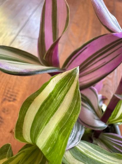 tradescantia mix pot in 4 inch container with nanouk and albovittata foliage