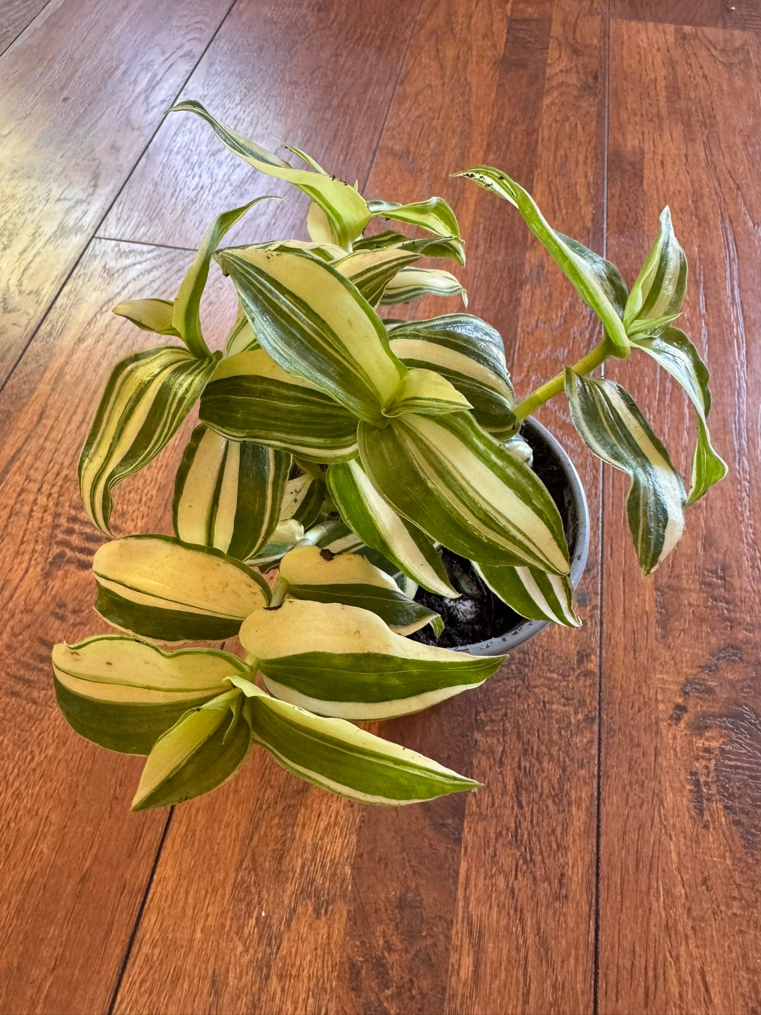tradescantia albovittata in 4 inch pot with green and white striped leaves