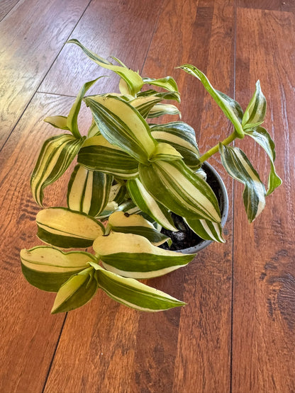 tradescantia albovittata in 4 inch pot with green and white striped leaves