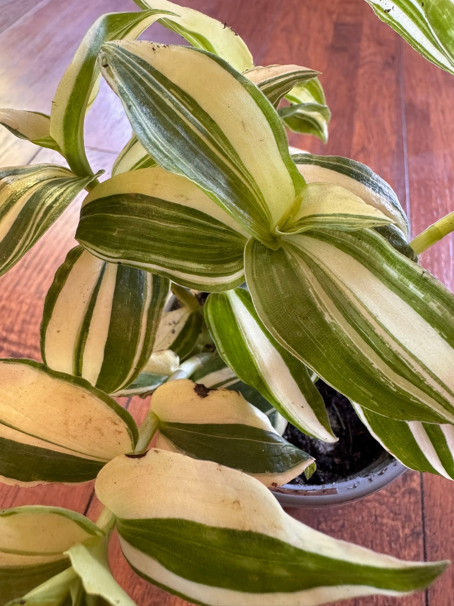 tradescantia albovittata in 4 inch pot with green and white striped leaves